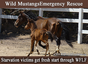 Wild horse emergency rescue 2014